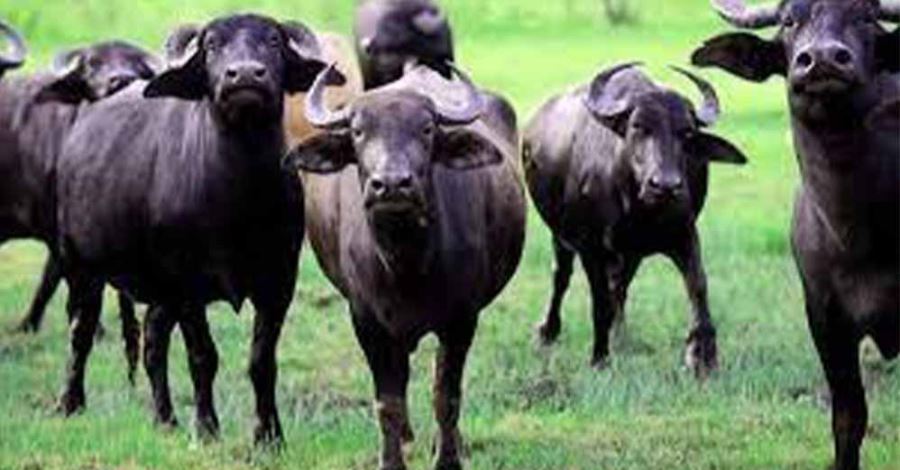 Samsun, manda sayısında Türkiye birincisi…