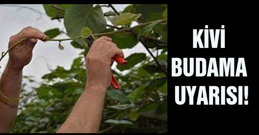 Kivi budama uyarısı!