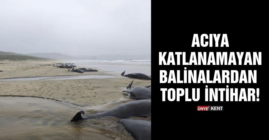  Acıya katlanamayan balinalardan toplu intihar!