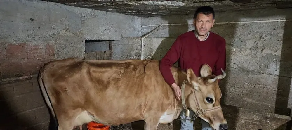 Şeker komasına giren inek kurtarıldı!