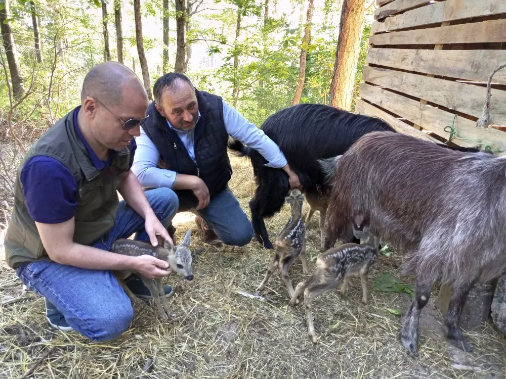 Karaca yavrularına dokunmayın!