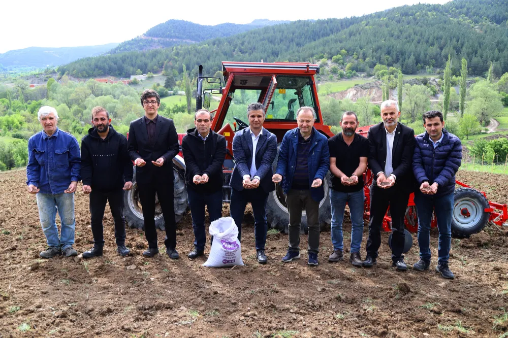 Ordu’da ilk kez karabuğday ekilerek üretime başlandı…