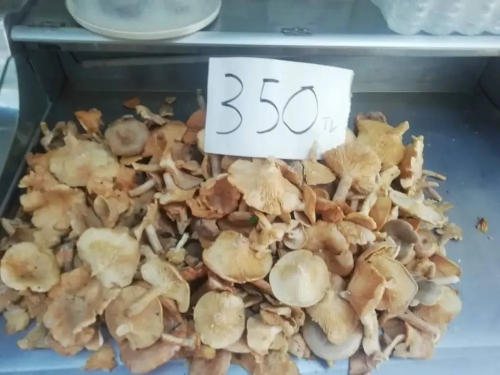 Kirmit mantarı sezonu 350 TL’den açtı
