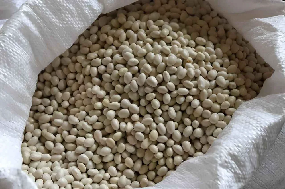 Akkuş Şeker Fasulyesinin kilosu 275 Lira… 