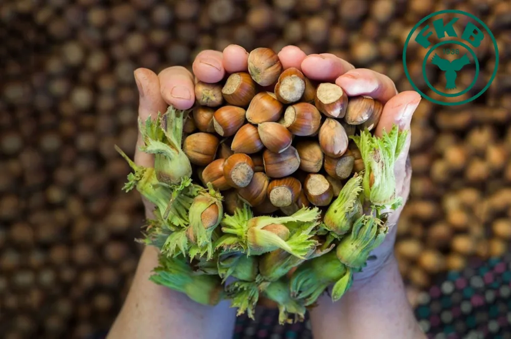 Fındıkta Makas Açıldı!