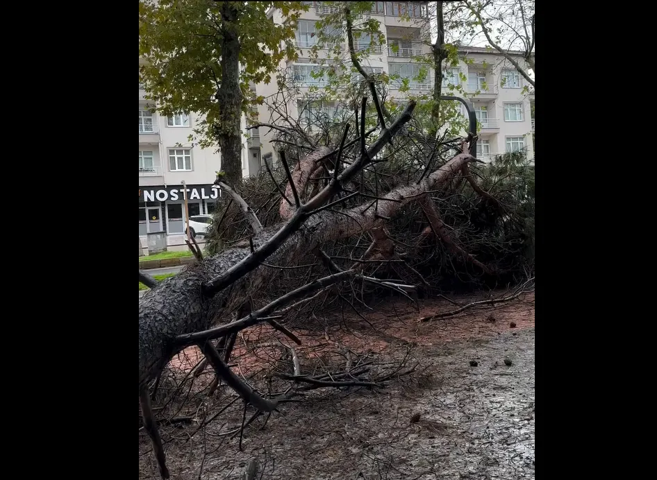 Çamlık’ta Ağaç Yola Devrildi