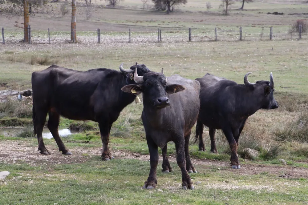 Ordu, Manda Islahı Projesi kapsamına alındı