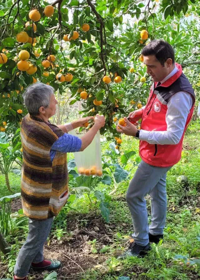 Altınordu’da mikro ölçekli mandalina bahçelerinde hasat başladı