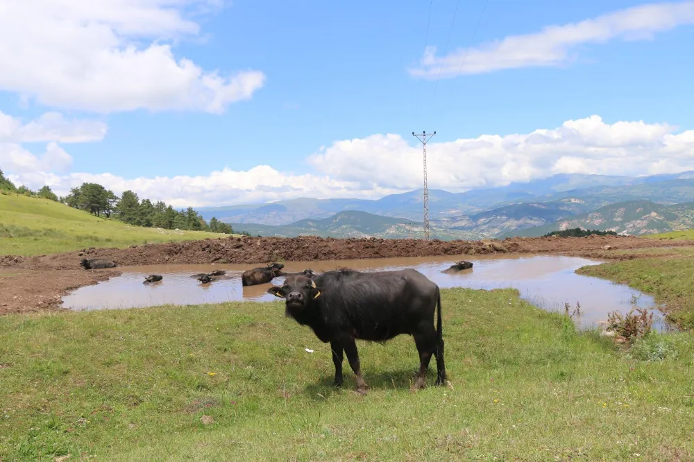 Ordu’da manda yetiştiricilerine müjde!