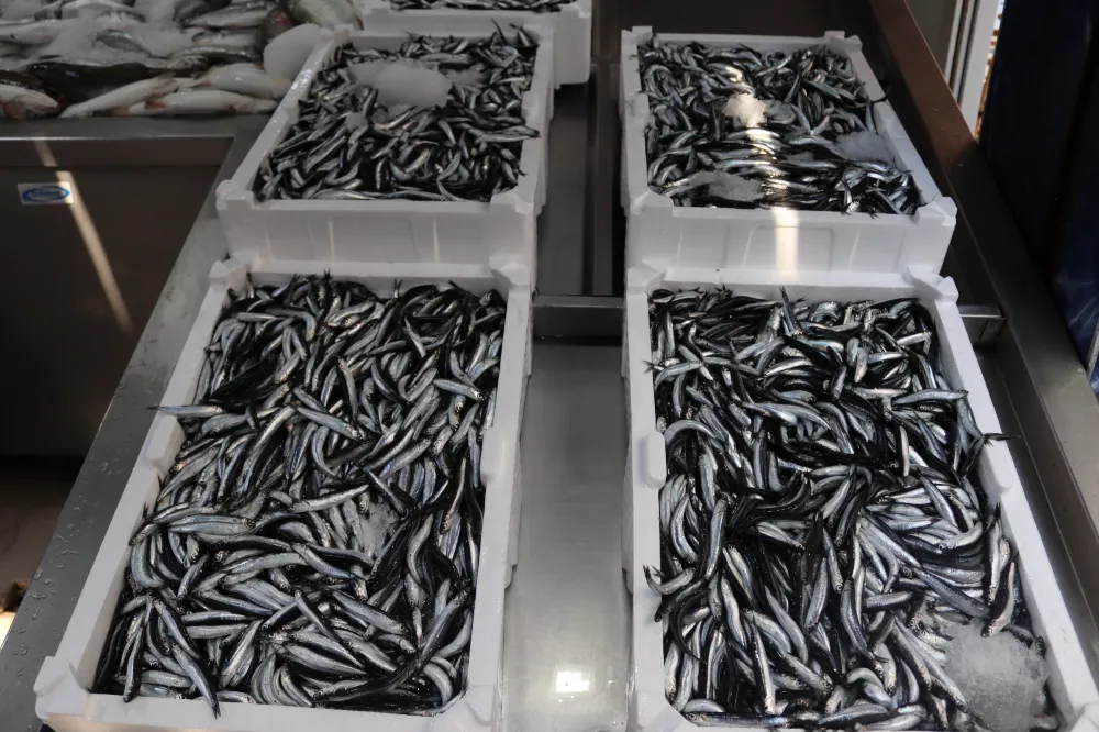 Hamsi tezgahta bol, fiyatta aynı…