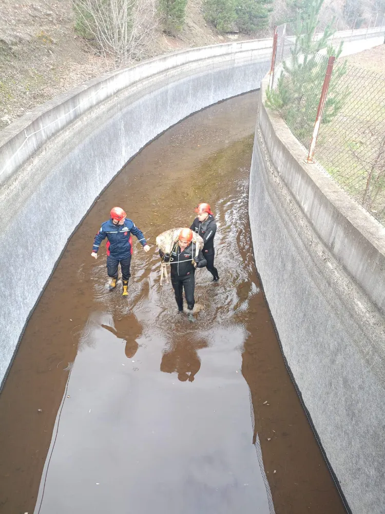 Su kanalına düşen karacayı itfaiye kurtardı