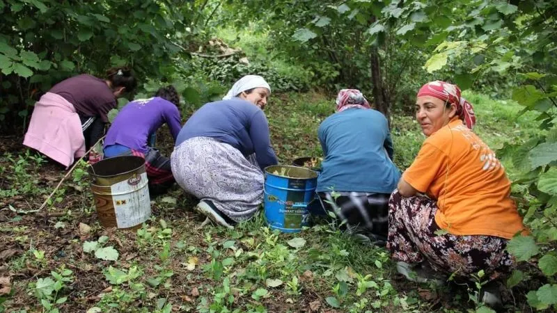 Ordu fındık işçisi yevmiyesi fiyatı ne olacak?	