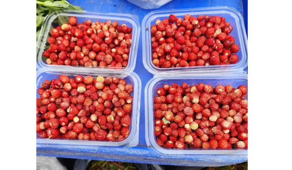 Ordu’da Dağ Çileği bir avuç 250 TL’ye satılıyor