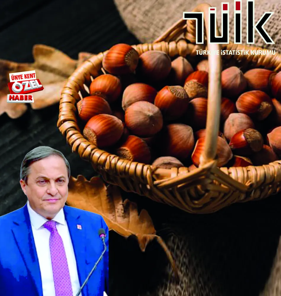 CHP’li Torun’dan TÜİK’in fındık rekolte tahminine sert tepki:“Bahçeye girmeden rakam açıklıyorlar”