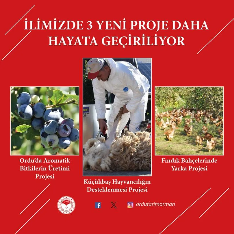 Ordu