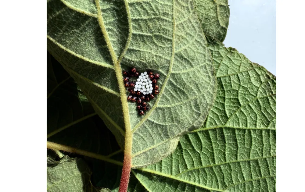 Kahverengi kokarcaya karşı kimyasal mücadele uyarısı!