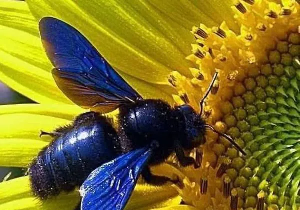 Fatsa’da Mor Oduncu Arısı görüldü