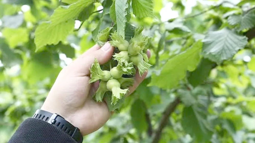 Bahçeye izinsiz giren başakçılara yasal işlem uyarısı!