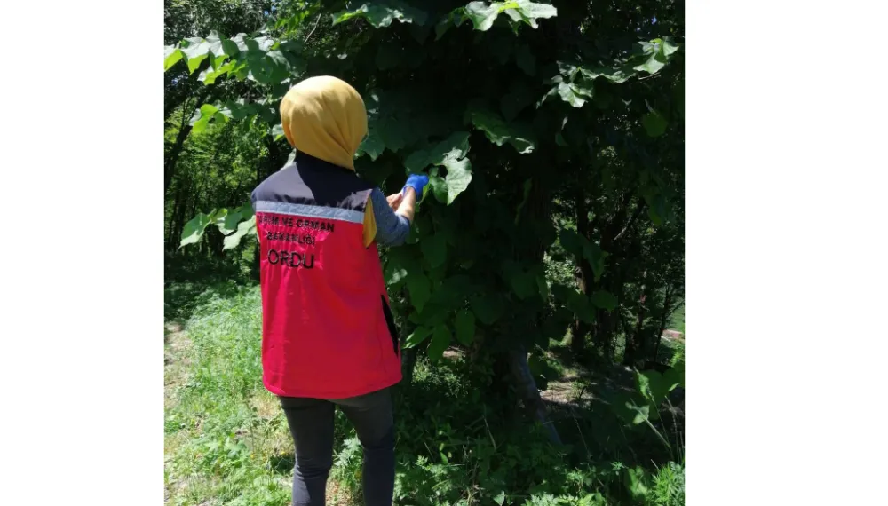 Kokarcaya karşı survey! 