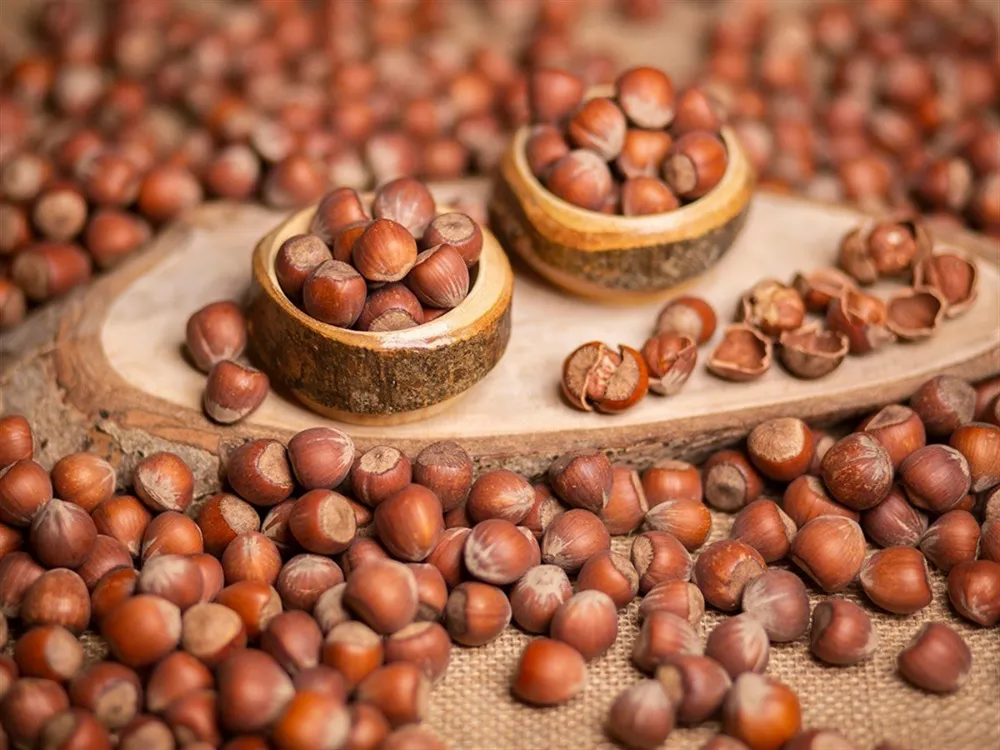 Fındık fiyatı 230 TL’yi gördü