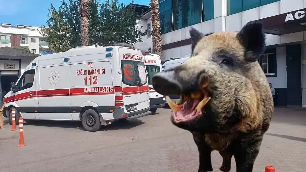 Ulubey’de domuz saldırısında vatandaş yaralandı