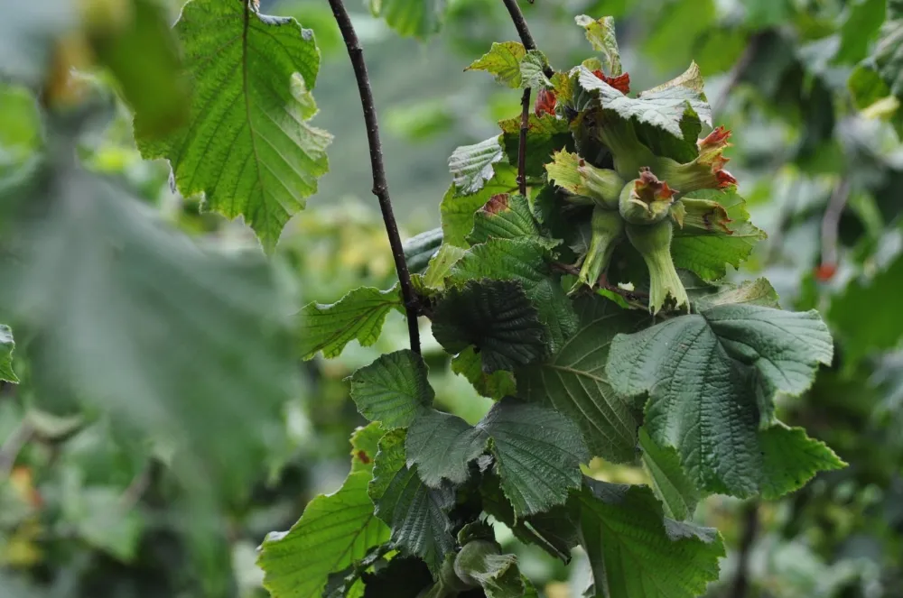 Fındıkta yaprak analiziyle verimi arttırın! 