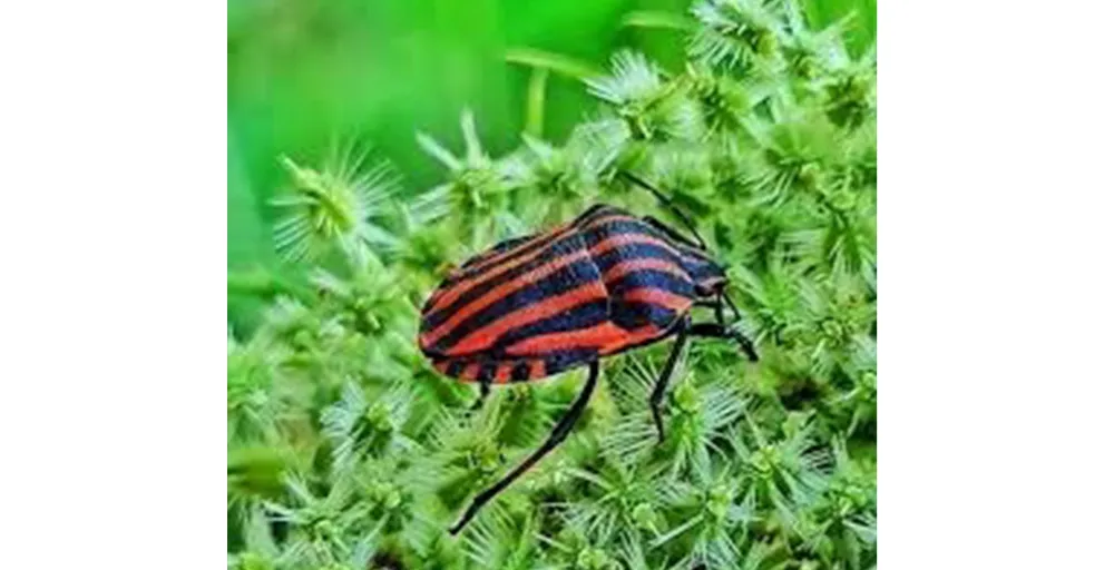 Bahçelerde Çizgili Havuç Böceği görüldü!
