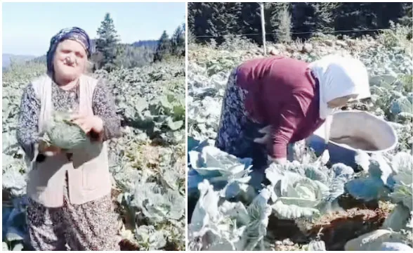 Dürme Pancarı hasadı başladı!