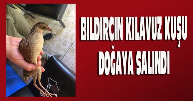 Bıldırcın Kılavuz Kuşu doğaya salındı