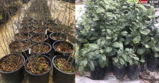 Fındık Araştırma Enstitüsü Meyve Fidanı Satıyor