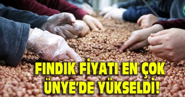 Fındık fiyatı en çok Ünye’de yükseldi!