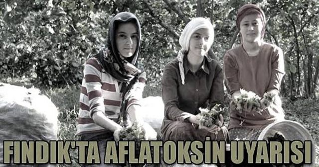 Fındık Küfü (Aflatoksin)