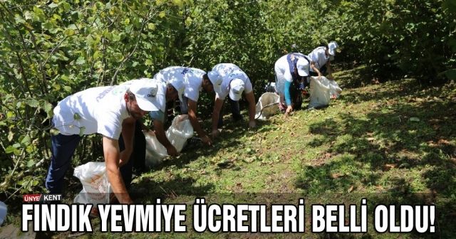 Fındık yevmiye ücretleri belli oldu!