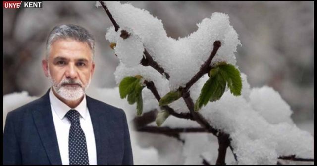 Fındıkta don zararı belli oldu; yüzde 20…