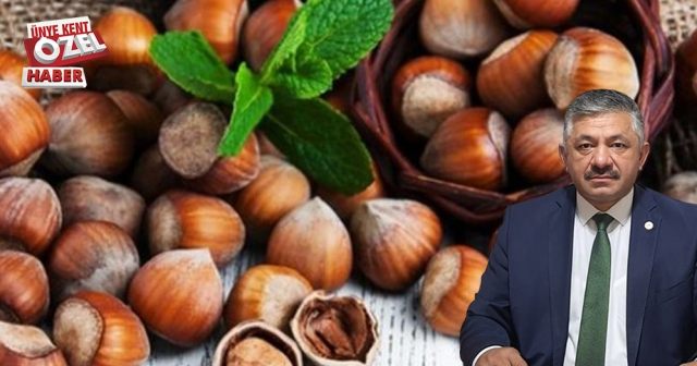 Fındıkta  rekolte bilmeceye dönüştü!