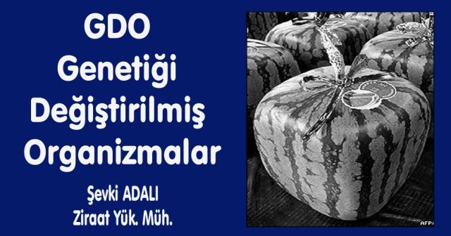 GDO  Genetiği  Değiştirilmiş Organizmalar