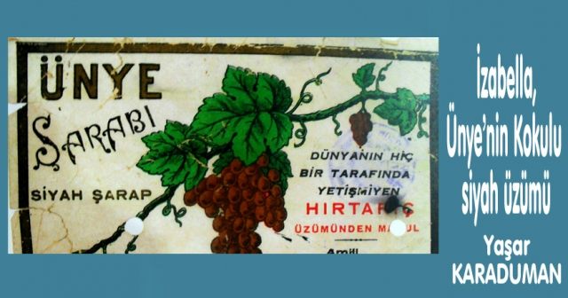 İzabella, Ünye’nin Kokulu siyah üzümü “Gelmez oldu Oney’in şarapları”
