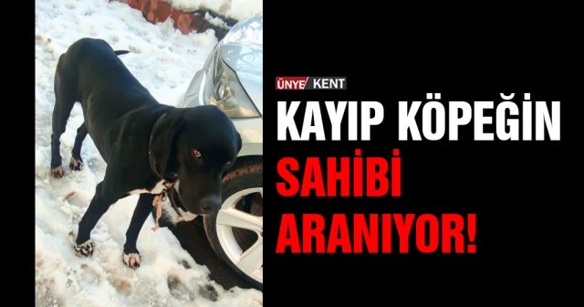 Kayıp köpeğin sahibi aranıyor!