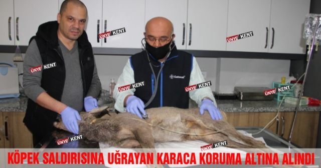 Köpek saldırısına uğrayan karaca koruma altına alındı