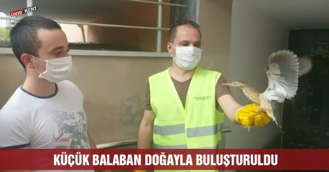 Küçük balaban doğayla buluşturuldu