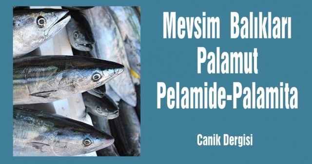 Mevsim  Balıkları Palamut Pelamide-Palamita