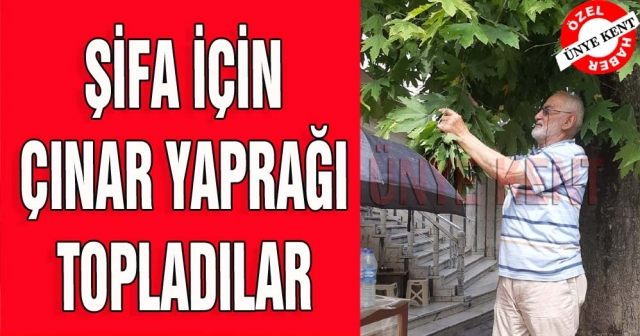 Şifa için çınar yaprağı topladılar