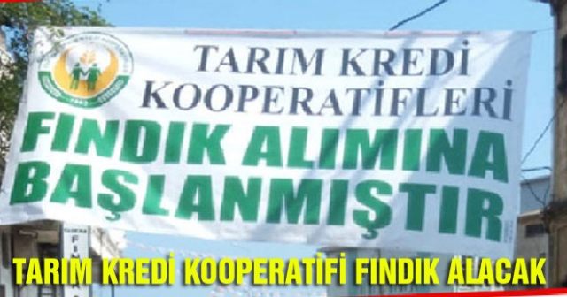Tarım kredi kooperatifi fındık alacak