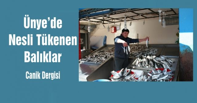 Ünye’de Nesli Tükenen  Balıklar