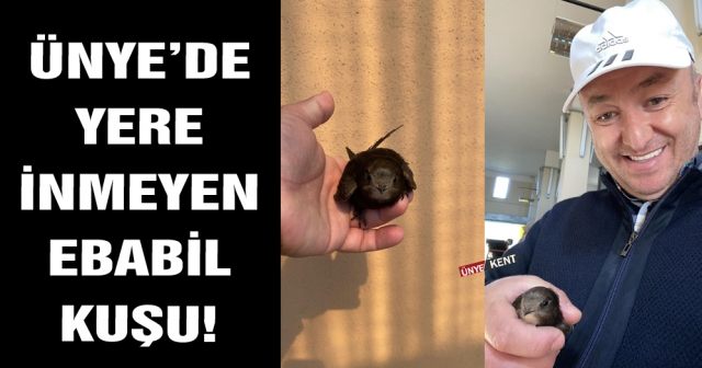 Ünye’de yere inmeyen ebabil kuşu!