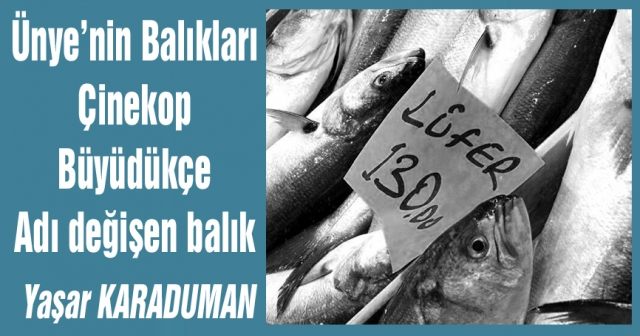 Ünye’nin Balıkları Çinekop Büyüdükçe  Adı değişen balık