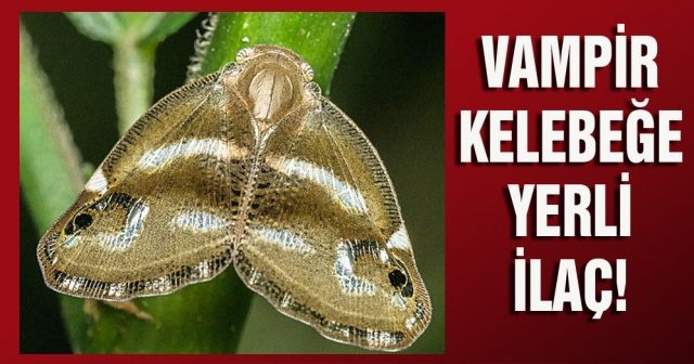Vampir kelebeğe yerli ilaç!