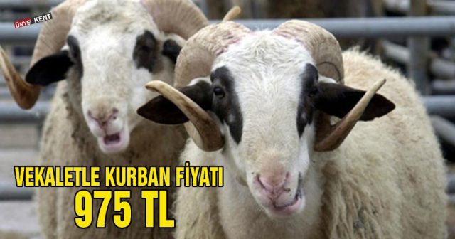 Vekaletle kurban fiyatı; 975 TL