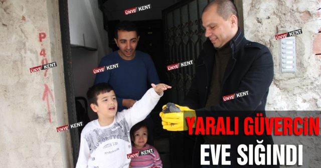 Yaralı güvercin eve sığındı!